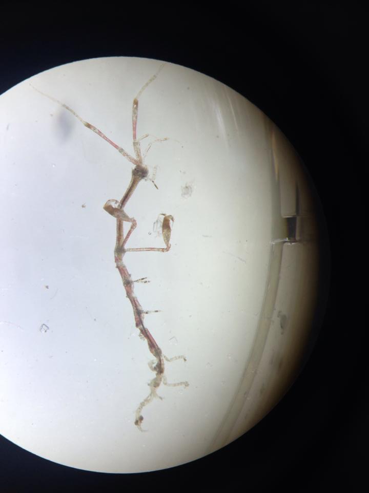 Skeleton shrimp